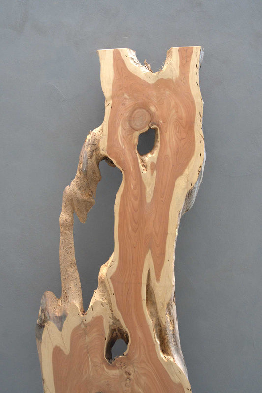 貝塚伊吹(カイズカイブキ)