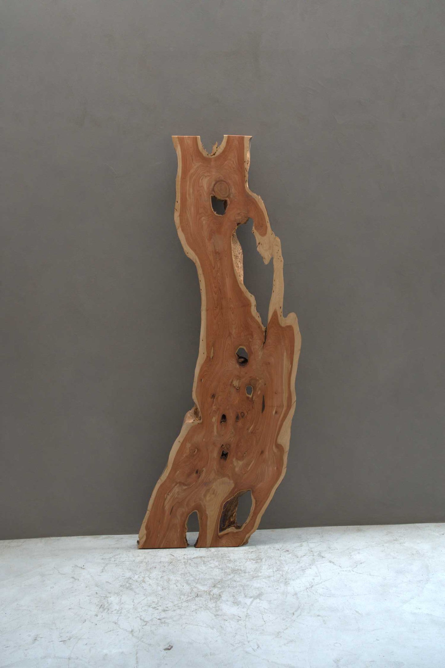 貝塚伊吹(カイズカイブキ)