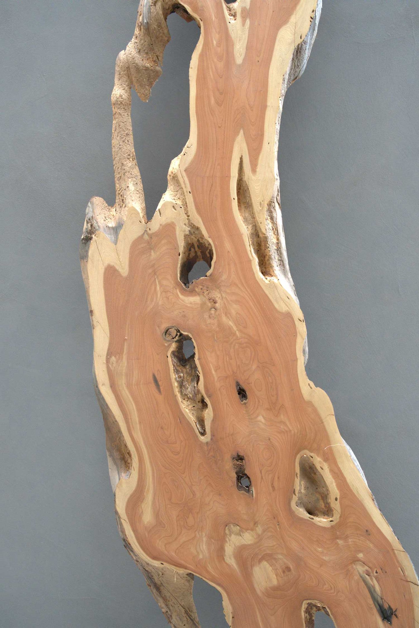 貝塚伊吹（カイズカイブキ）