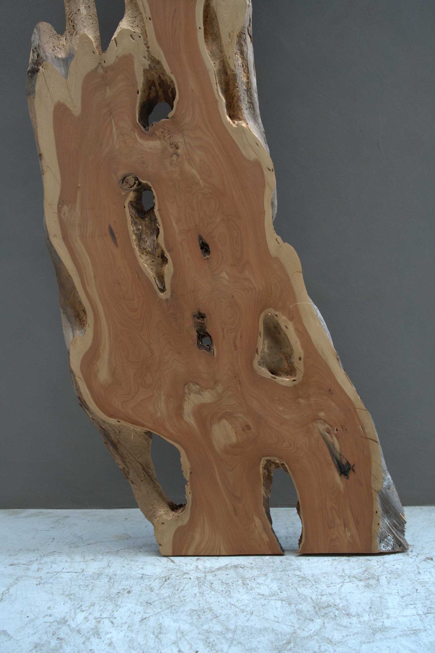 貝塚伊吹（カイズカイブキ）