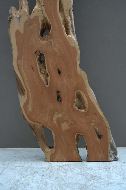 貝塚伊吹（カイズカイブキ）