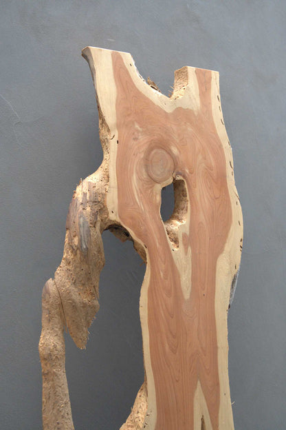 貝塚伊吹（カイズカイブキ）