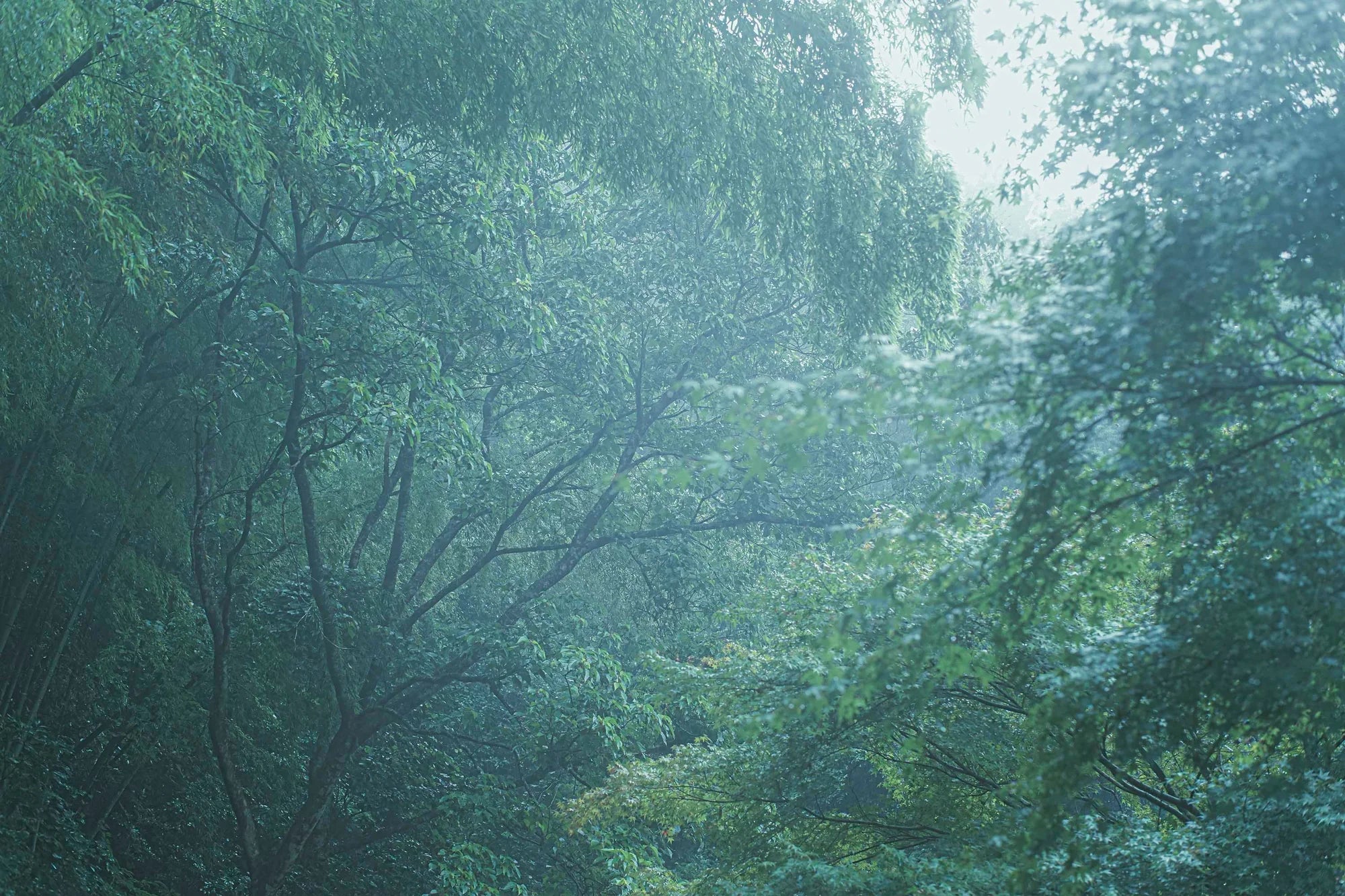 清水銘木 背景3