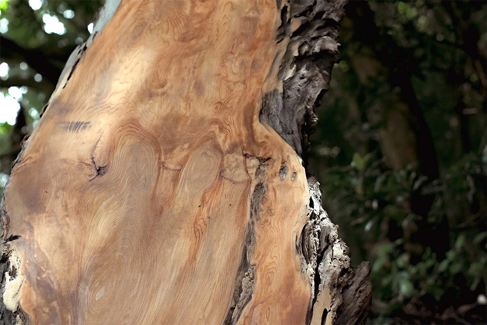 清水銘木 背景1